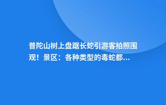 普陀山树上盘踞长蛇引游客拍照围观！景区：各种类型的毒蛇都有，一般不攻击人