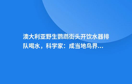 澳大利亚野生鹦鹉街头开饮水器排队喝水，科学家：成当地鸟界传统