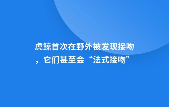 虎鲸首次在野外被发现接吻，它们甚至会“法式接吻”