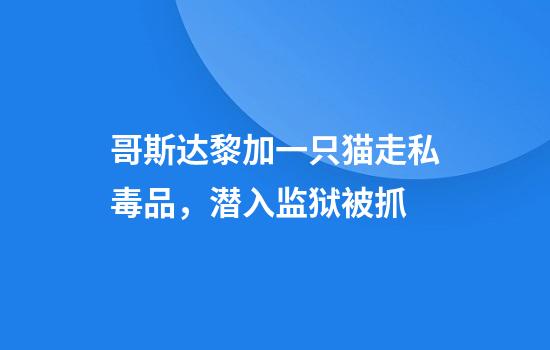 哥斯达黎加一只猫走私毒品，潜入监狱被抓