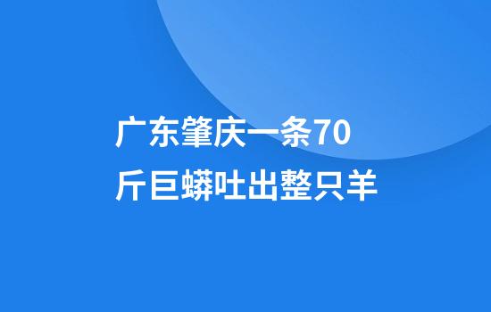广东肇庆一条70斤巨蟒吐出整只羊