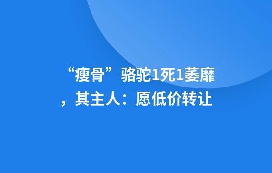 “瘦骨”骆驼1死1萎靡，其主人：愿低价转让