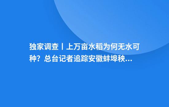 独家调查丨上万亩水稻为何无水可种？总台记者追踪安徽蚌埠秧苗成批死亡真相