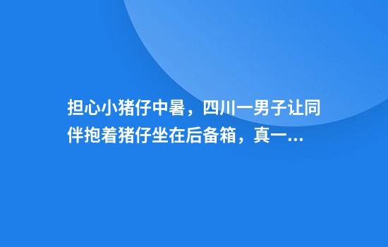 担心小猪仔中暑，四川一男子让同伴抱着猪仔坐在后备箱，真一个敢坐一个敢开！