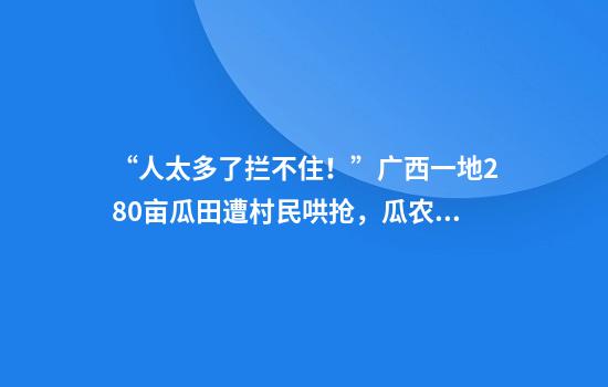 “人太多了拦不住！”广西一地280亩瓜田遭村民哄抢，瓜农哭诉
