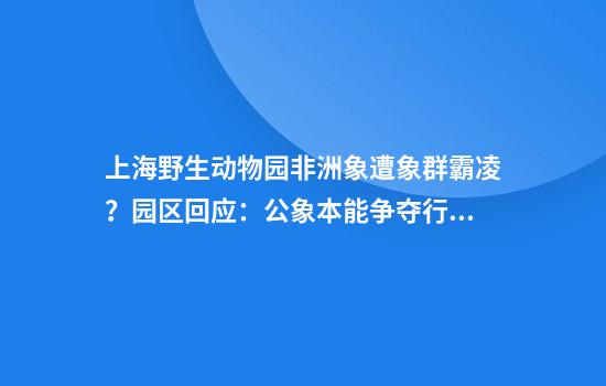 上海野生动物园非洲象遭象群霸凌？园区回应：公象本能争夺行为，需理性看待