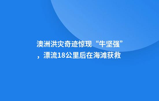 澳洲洪灾奇迹惊现“牛坚强”，漂流18公里后在海滩获救