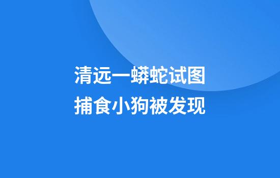 清远一蟒蛇试图捕食小狗被发现