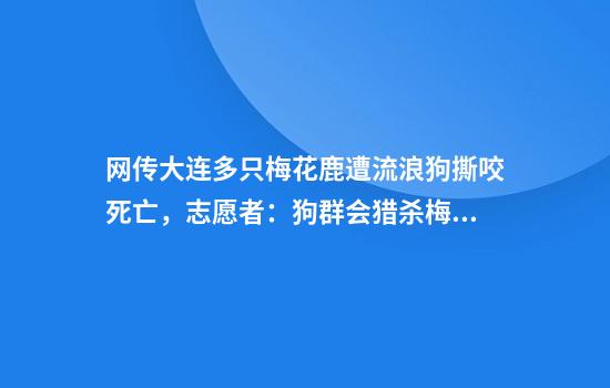 网传大连多只梅花鹿遭流浪狗撕咬死亡，志愿者：狗群会猎杀梅花鹿